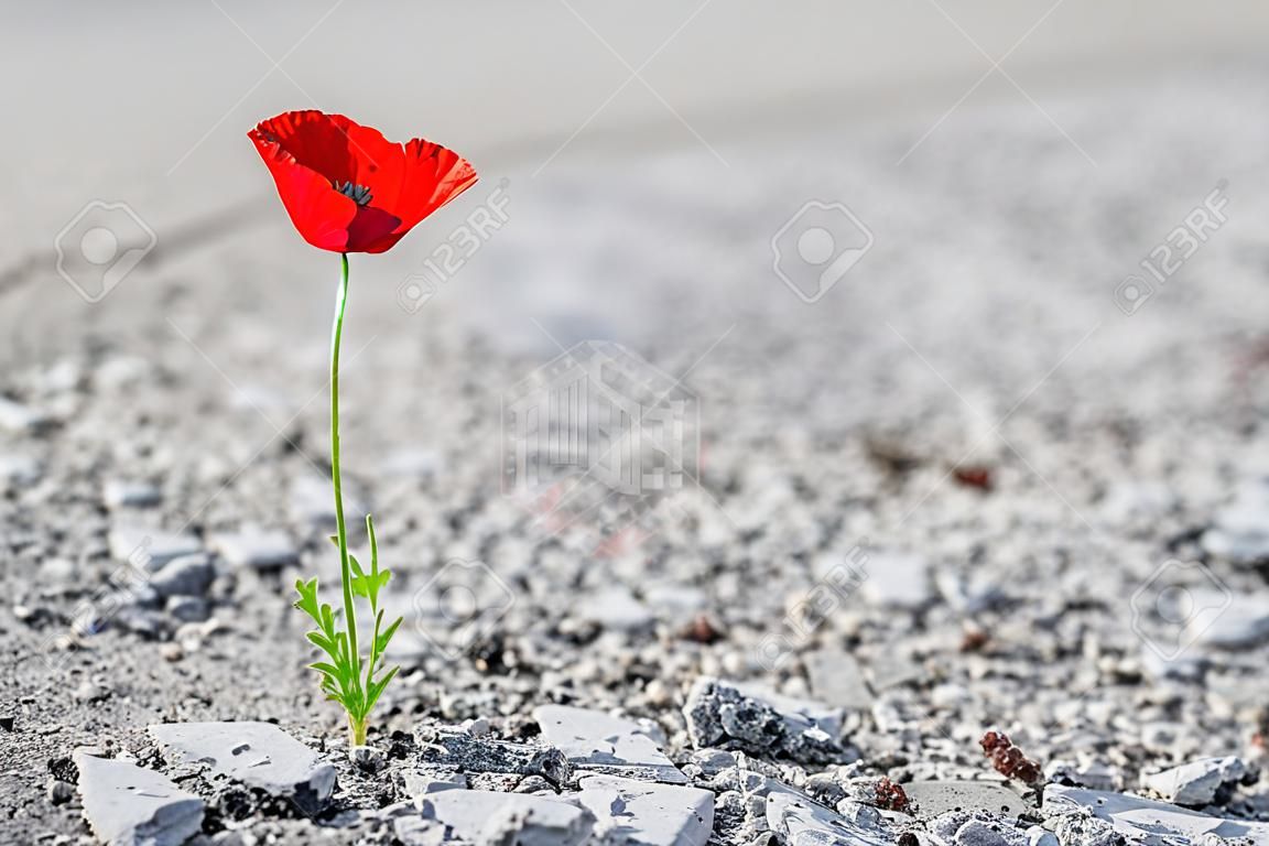 아스팔트를 통해 성장하는 단일 빨간 양귀비 꽃