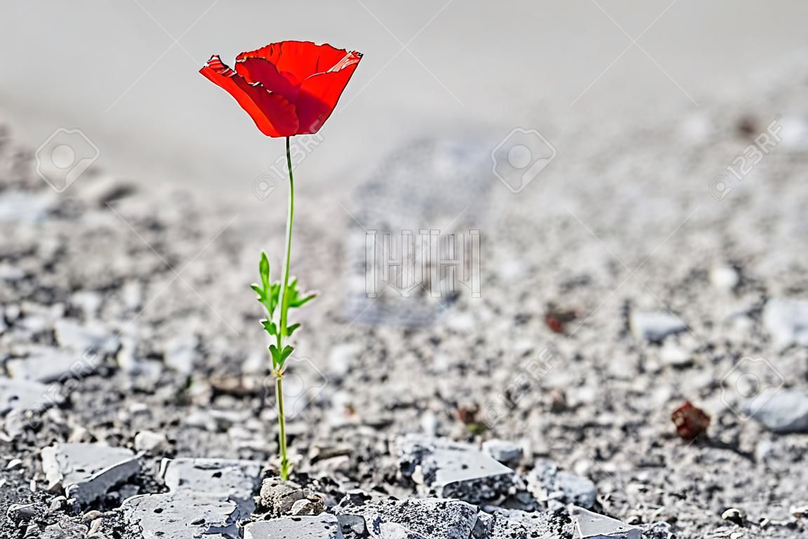 Un fiore singolo papavero rosso che cresce attraverso asfalto