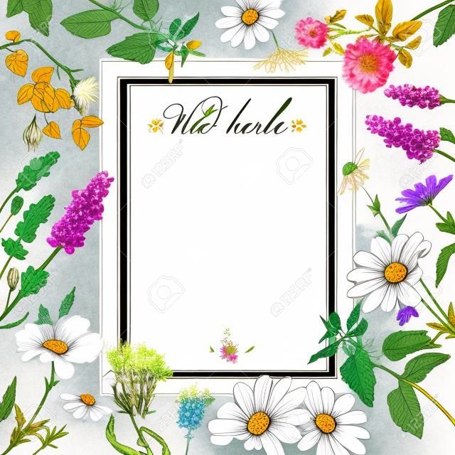 Vector vintage colorful hand-drawn frame template illustration with wild flowers and herbs. Layout, mock up design for cosmetics, store, beauty salon, natural and organic