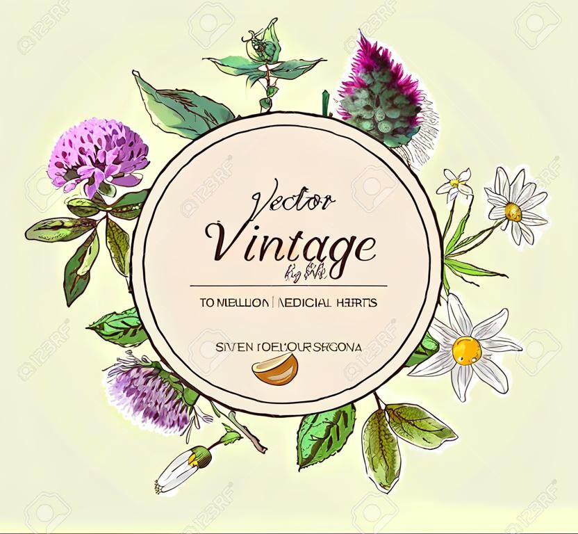 Vektor szüret banner vadvirágok és gyógynövények. Design kozmetika, bolt, kozmetika, természetes és organikus, egészségügyi termékek.