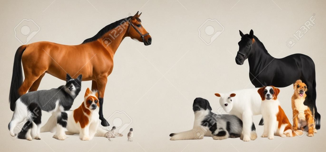 diverse huisdieren en boerderijdieren als collage op een witte achtergrond