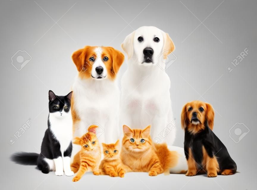 Различные собаки и кошки на белом фоне, изолированные