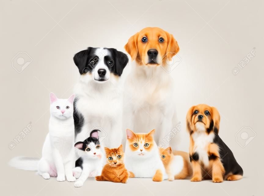 Different dogs and cats against white background, isolated