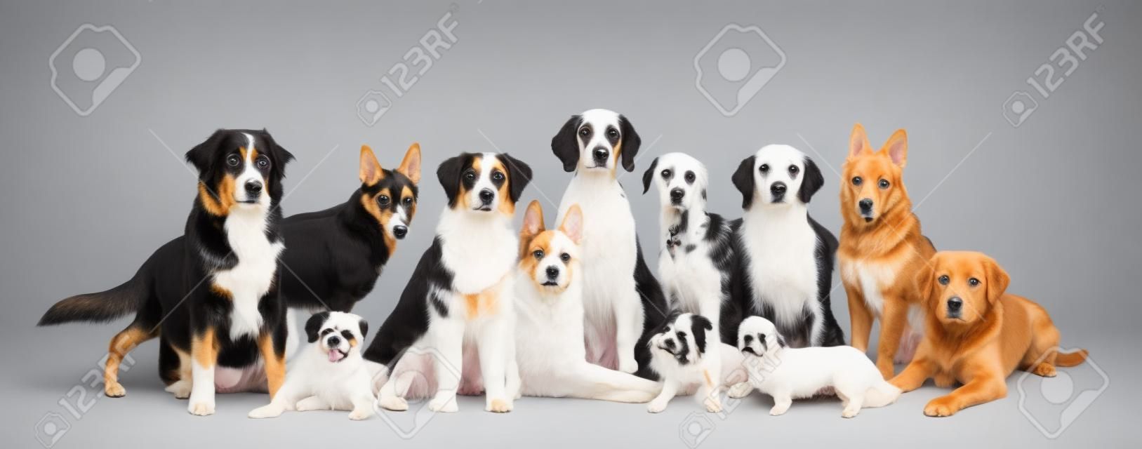 Many different dog breeds in front of white background, isolated