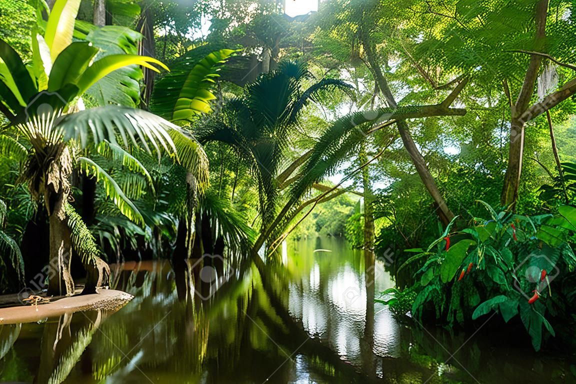 Selva Amazônica