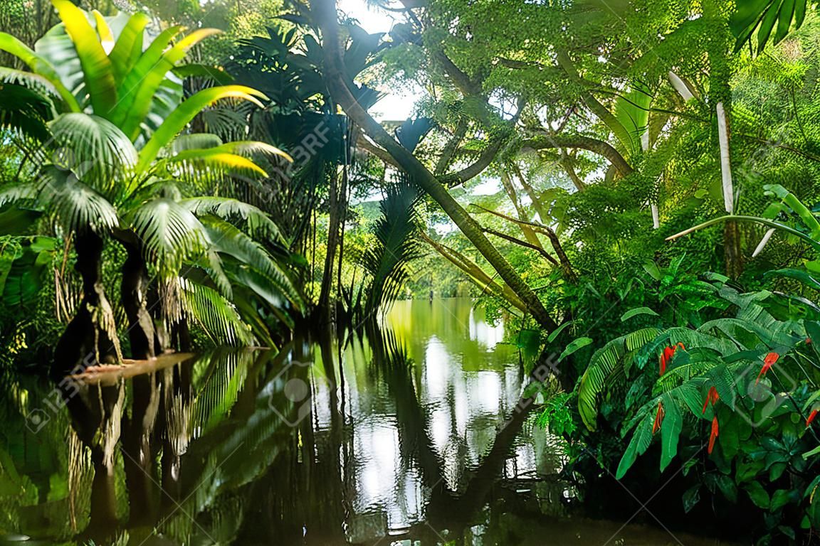 アマゾンのジャングル