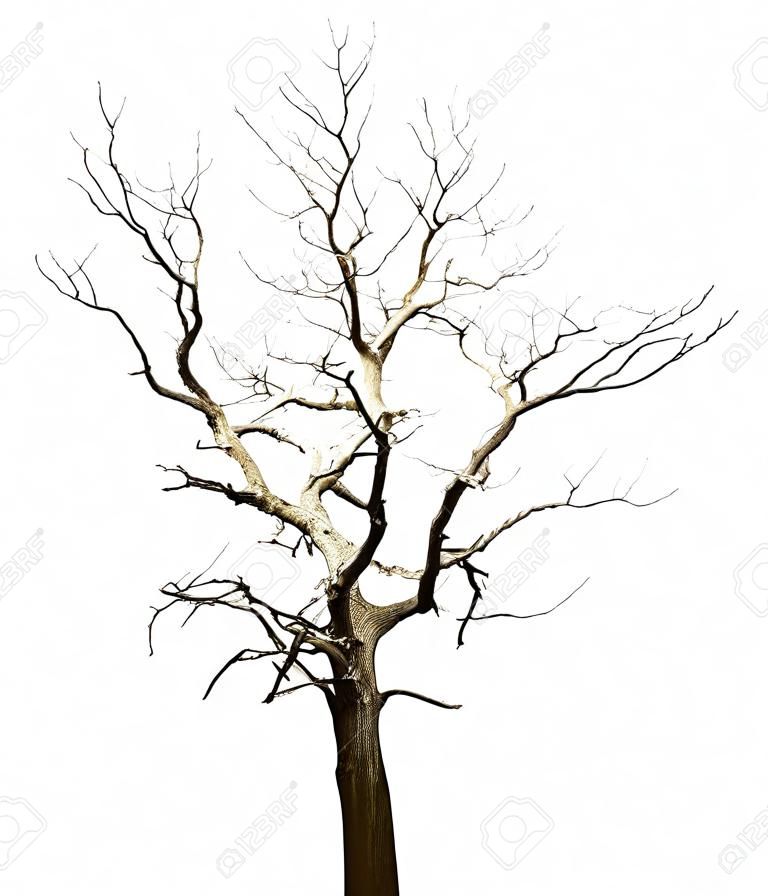 Lost a large dried tree - oak, isolated on white background