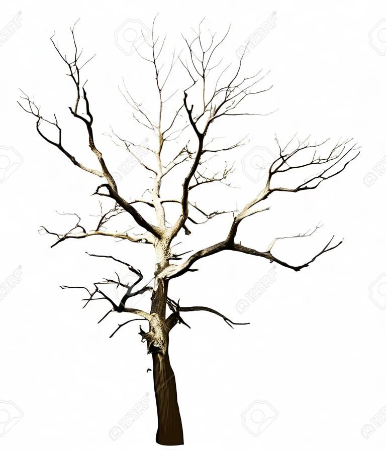 Verlorene eine große getrocknete Baum - Eiche, isoliert auf weißem Hintergrund