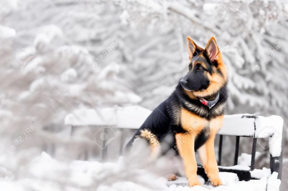 Un bel cucciolo di cane pastore tedesco giocoso seduto su una panca di legno in inverno.