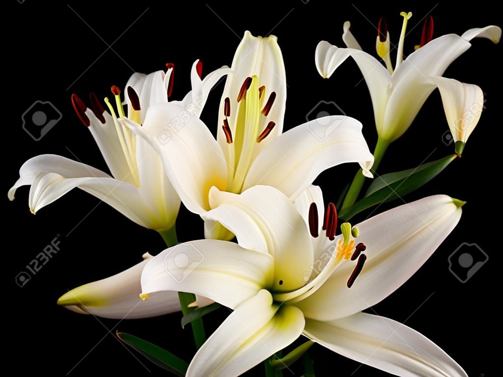 Close up  white Easter Lilies(Lilium longiflorum) isolated against a black background 
