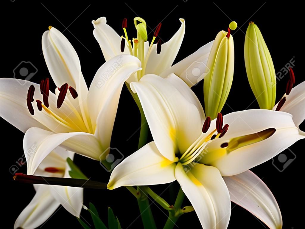 Close up  white Easter Lilies(Lilium longiflorum) isolated against a black background 