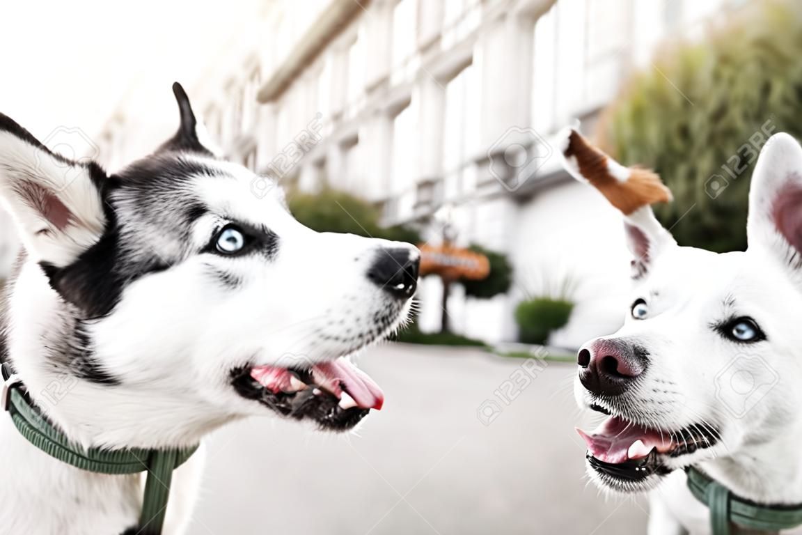 Siberian husky and Jack Russell terrier play on the street. Funny puppy dogs. 2 adorable dogs meet, sniff and playing with each other