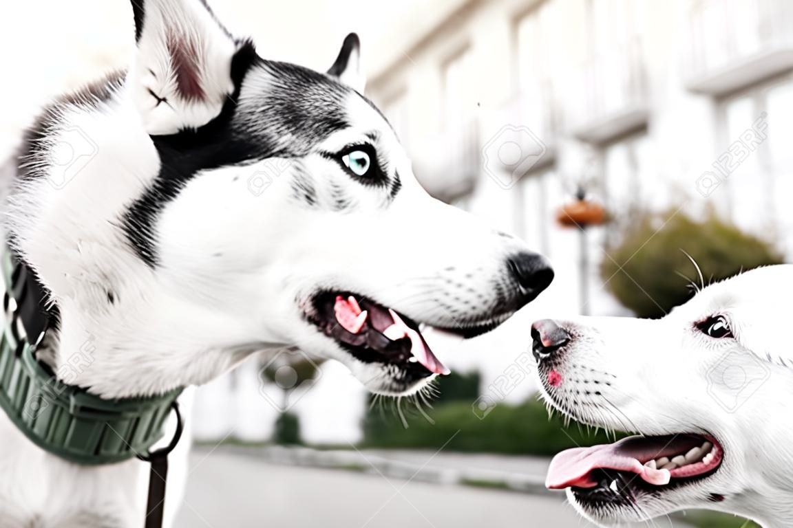 Siberische husky en Jack Russell terrier spelen op straat. Grappige puppy honden. 2 schattige honden ontmoeten, snuiven en spelen met elkaar
