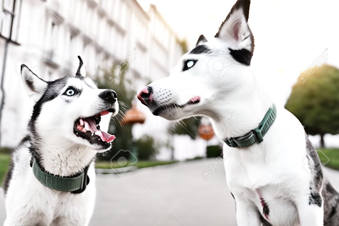 Siberian husky and Jack Russell terrier play on the street. Funny puppy dogs. 2 adorable dogs meet, sniff and playing with each other