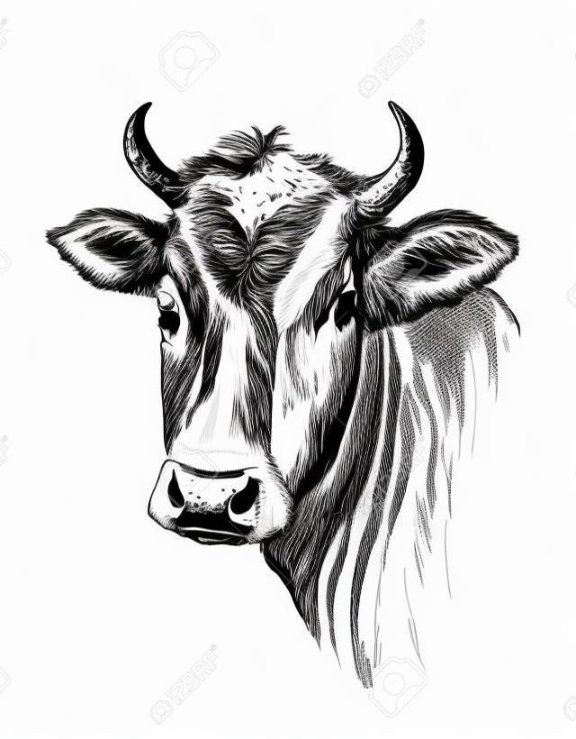 Cara da mão da vaca desenhada no fundo branco