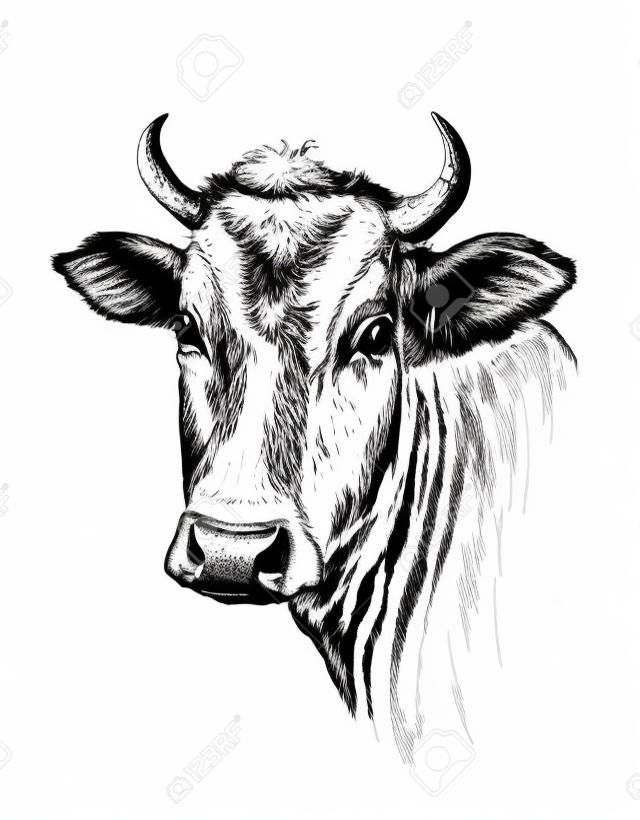 Volto di mucca disegnata a mano su sfondo bianco