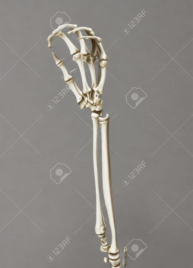 antebrazo humano, esqueleto, anatomía, hueso
