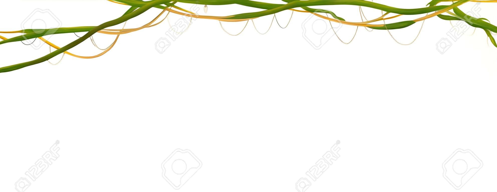 Hanging vine branches. Tropical jungle and plants on white background.