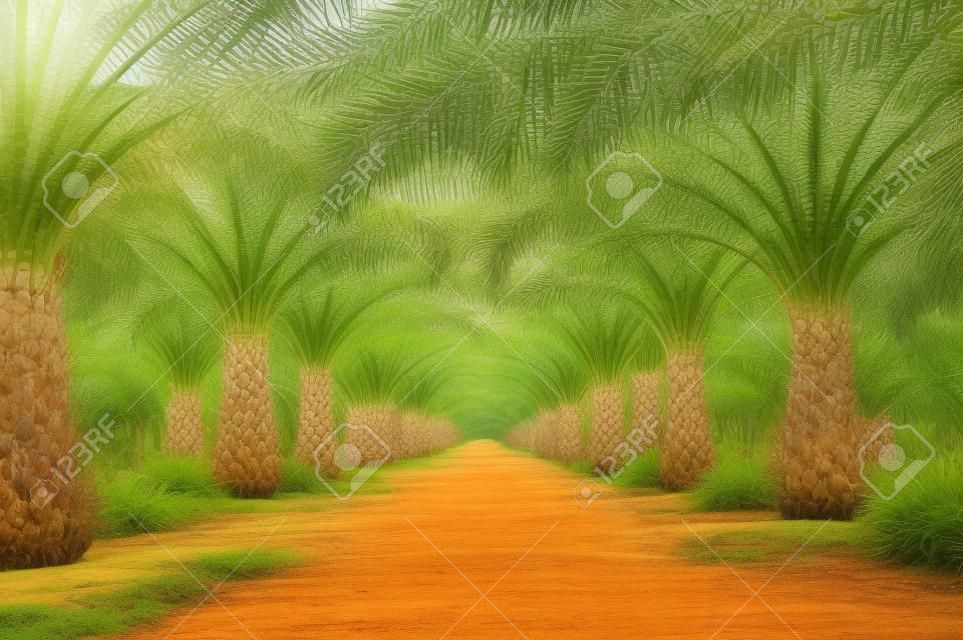 Beautiful raw of oil palm plantation
