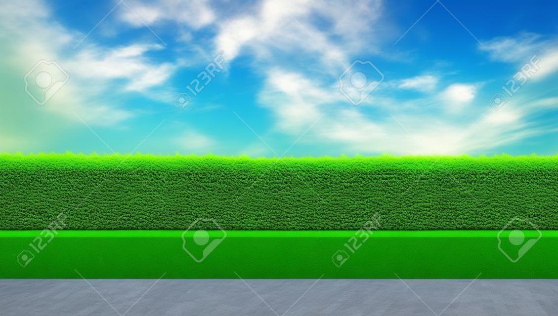 Green hedge with the blue sky