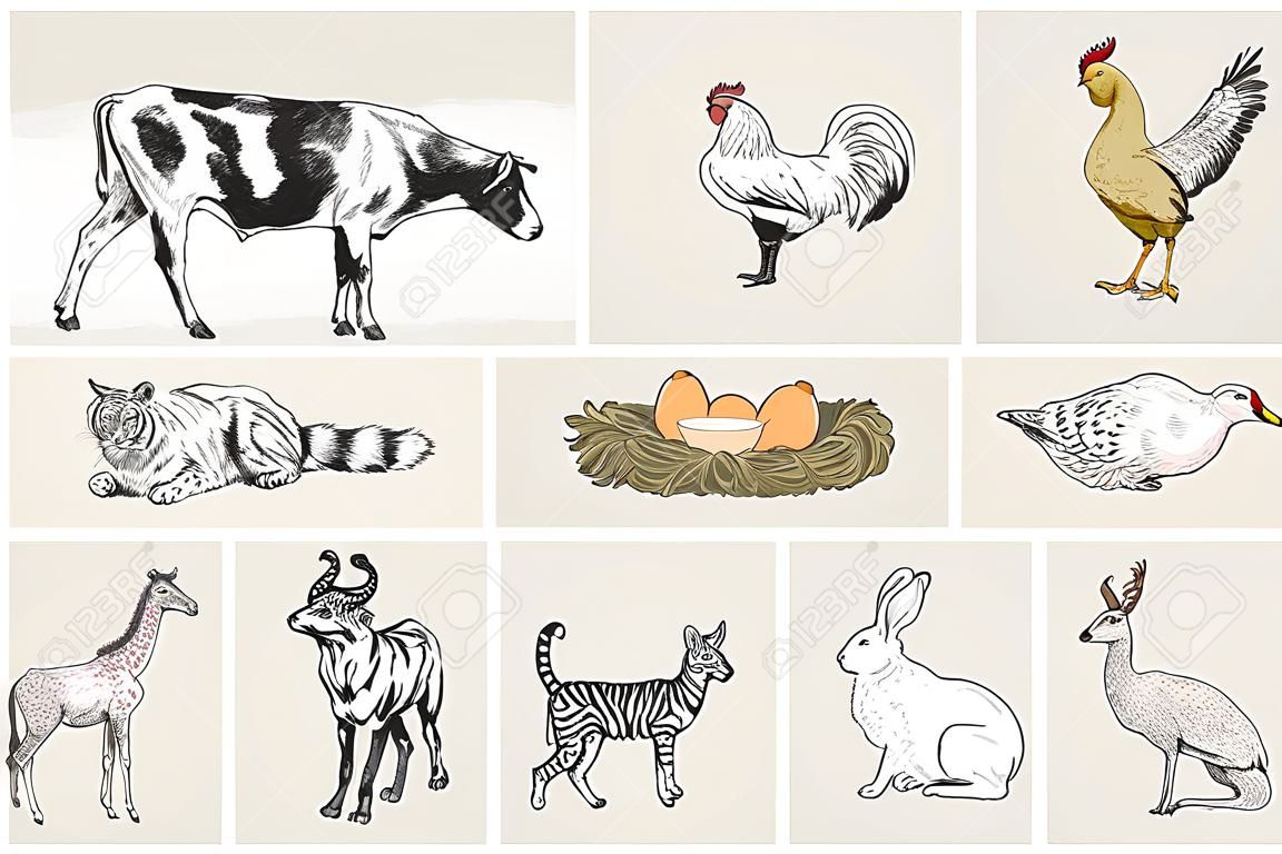 Estilo de dibujo de ilustración de colección animal