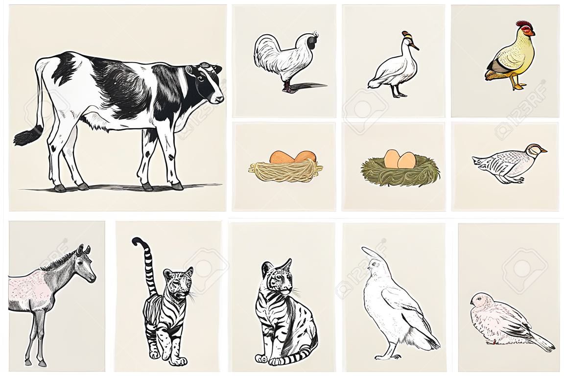 Estilo de dibujo de ilustración de colección animal