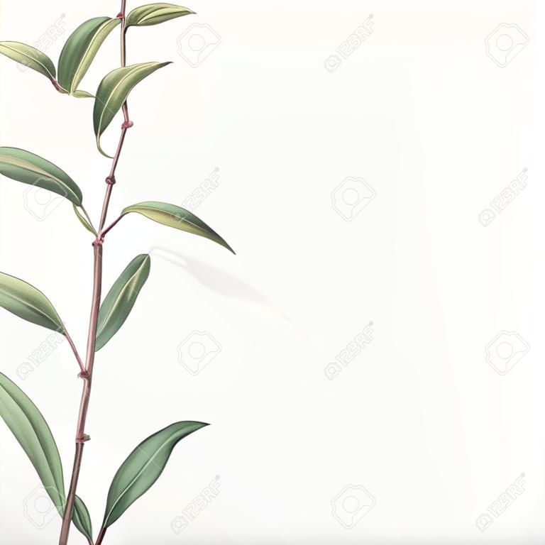 Grüne botanische Blätter Hintergrunddesign