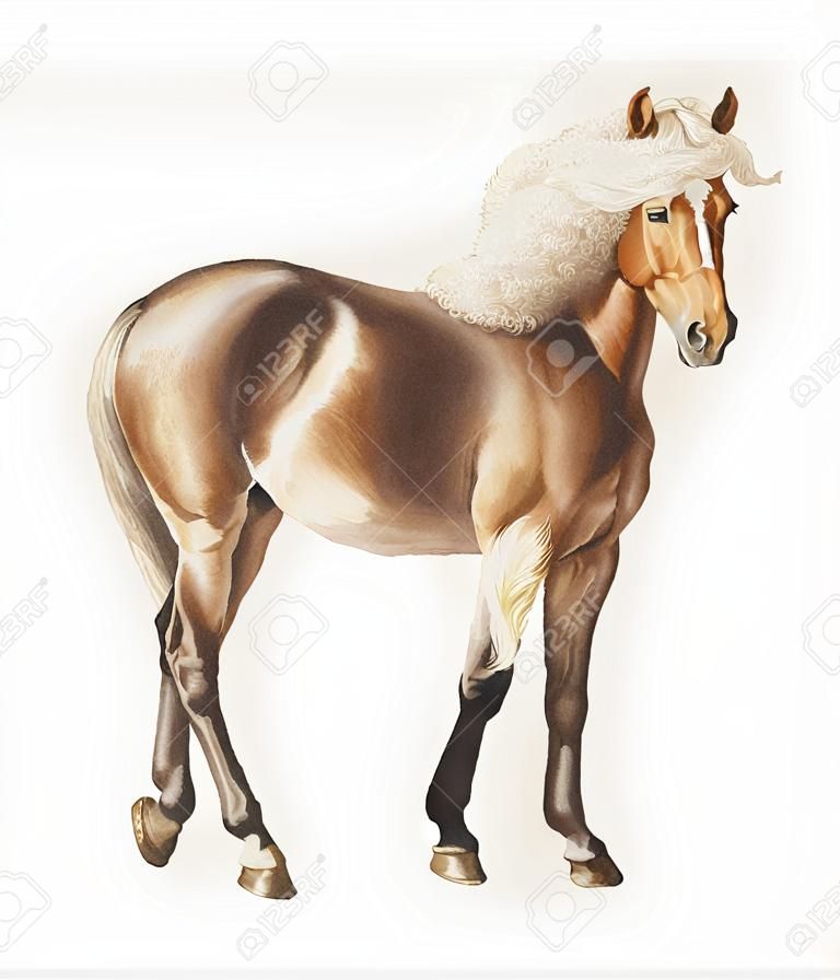 Ilustración de caballo vintage en vector