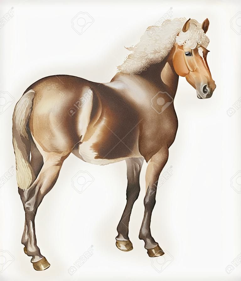 Vintage horse illustration in vector