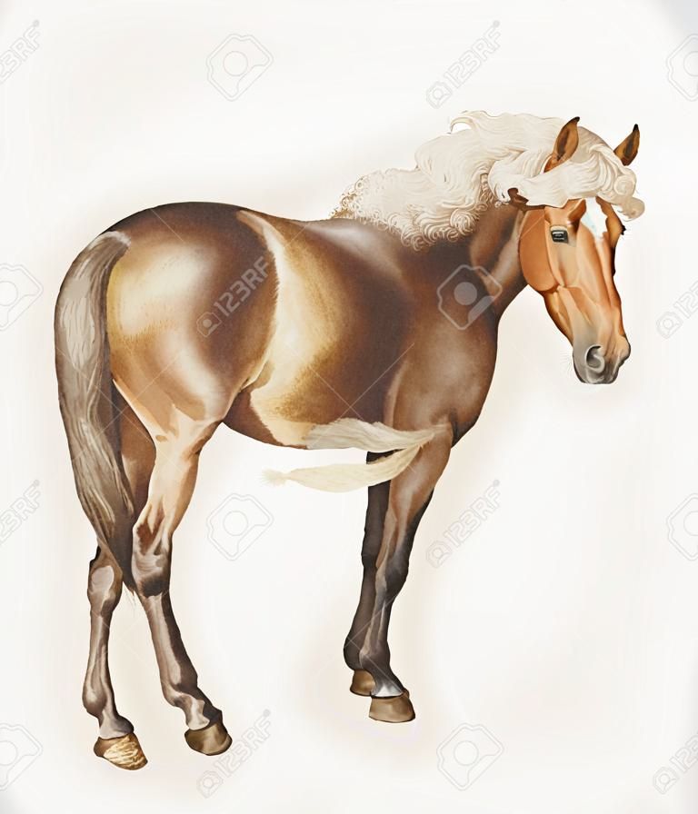 Vintage horse illustration in vector