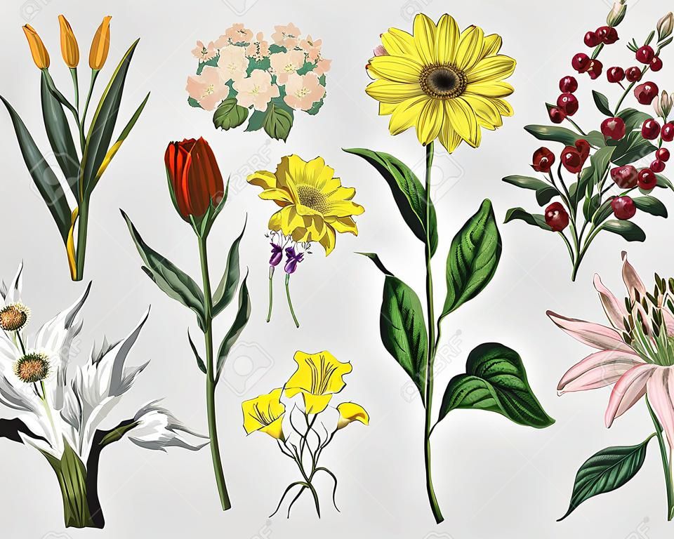Colorful vintage floral decoration vector set