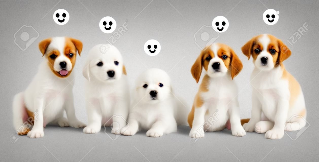 Five adorable puppies with emoticons
