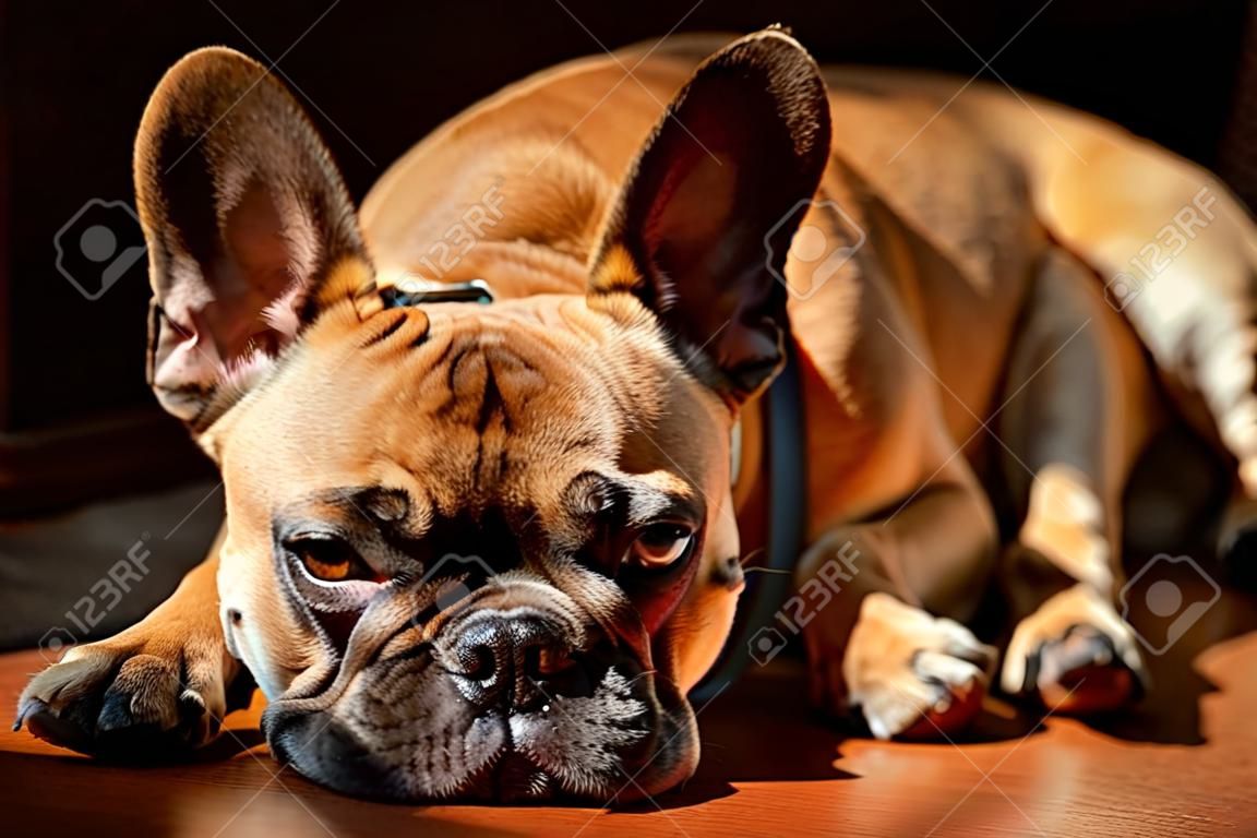 Sad Fawn French Bulldog tumbado al sol en un domingo perezoso