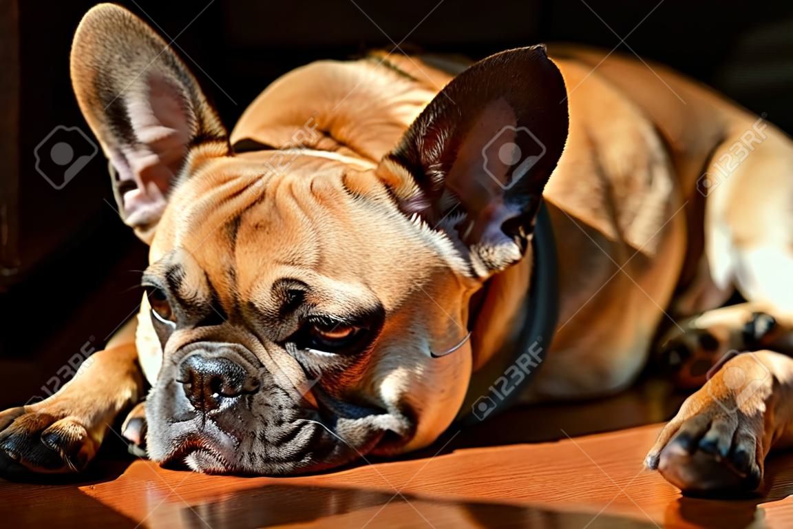 Sad Fawn French Bulldog tumbado al sol en un domingo perezoso