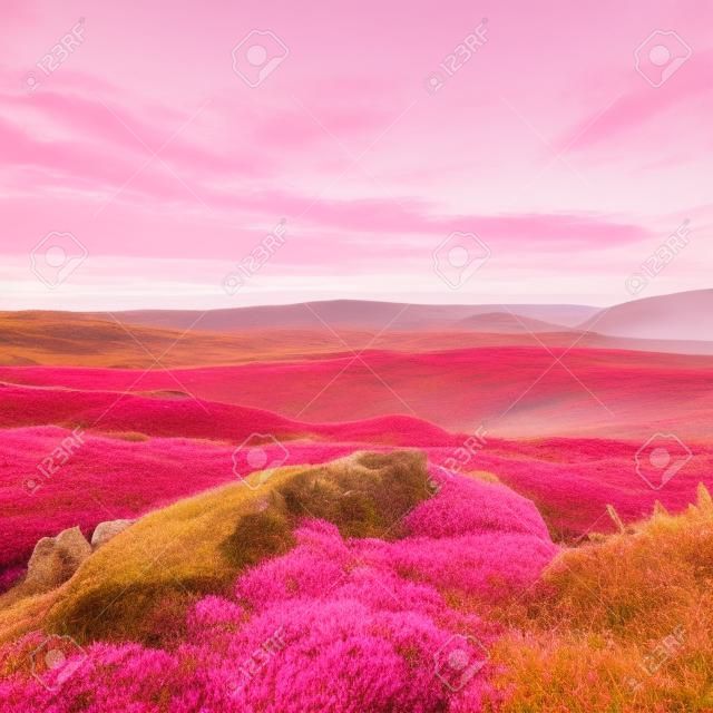 Pink red blooming of heather bush on cliff in park. Hilly countryside with long valley full of first autumn fog.