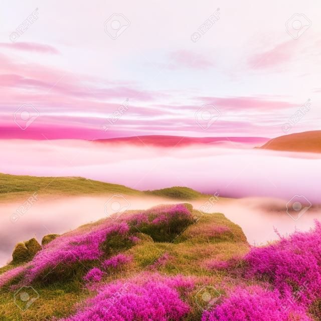 Pink red blooming of heather bush on cliff in park. Hilly countryside with long valley full of first autumn fog.
