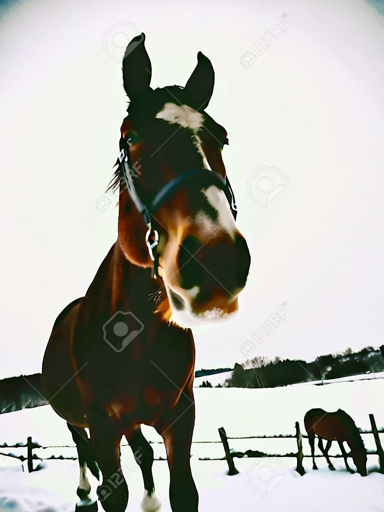 Brązowy stary koń na zaśnieżonym polu w czasie opadów śniegu natura sezon zimowy w Europie piękny sezon w gospodarstwie zimowym