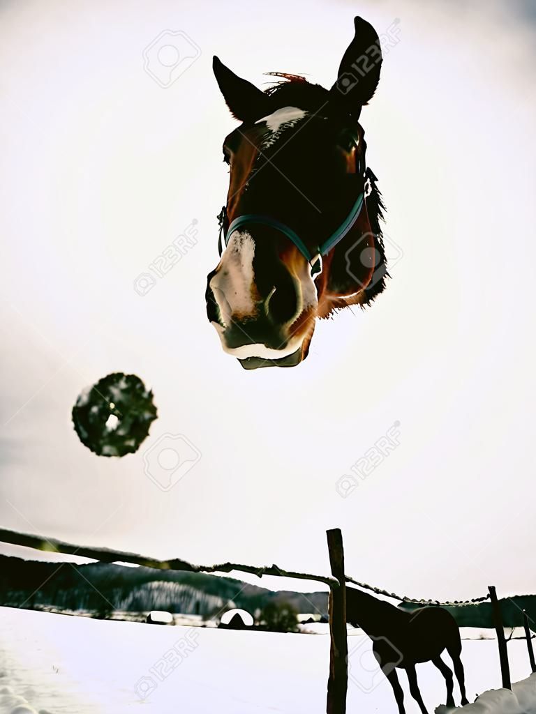 Brown old horse in snowy field in snowing weather. Nature winter season in europe, beautiful season in winter farm.