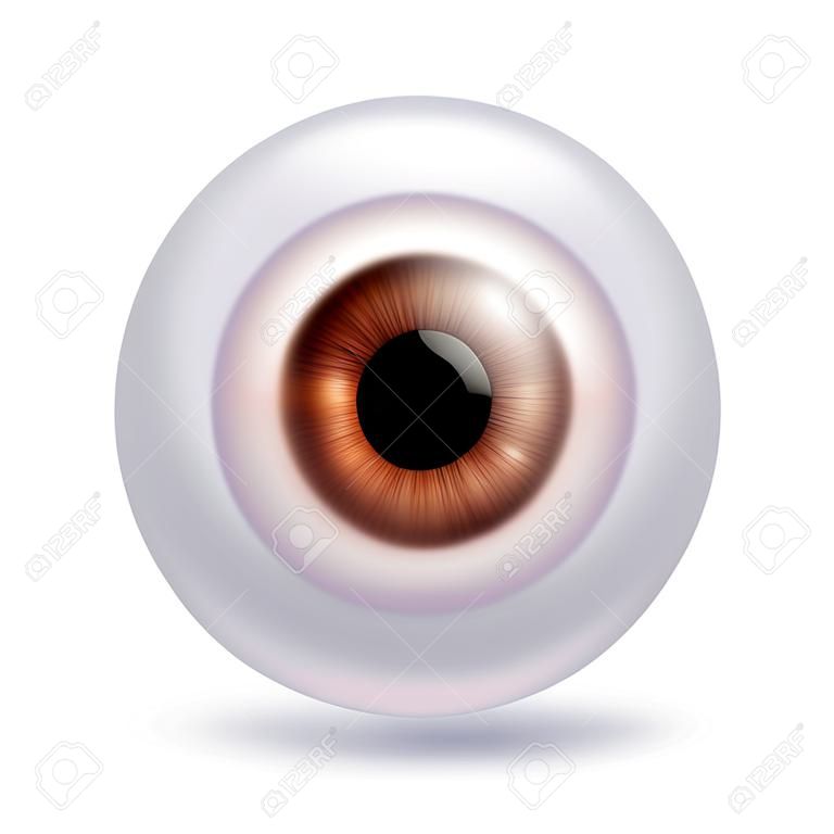 Human eyeball iris pupil isolated on white background - Brown color. Brown eye realistic