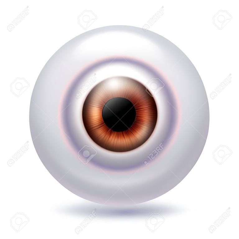 Human eyeball iris pupil isolated on white background - Brown color. Brown eye realistic