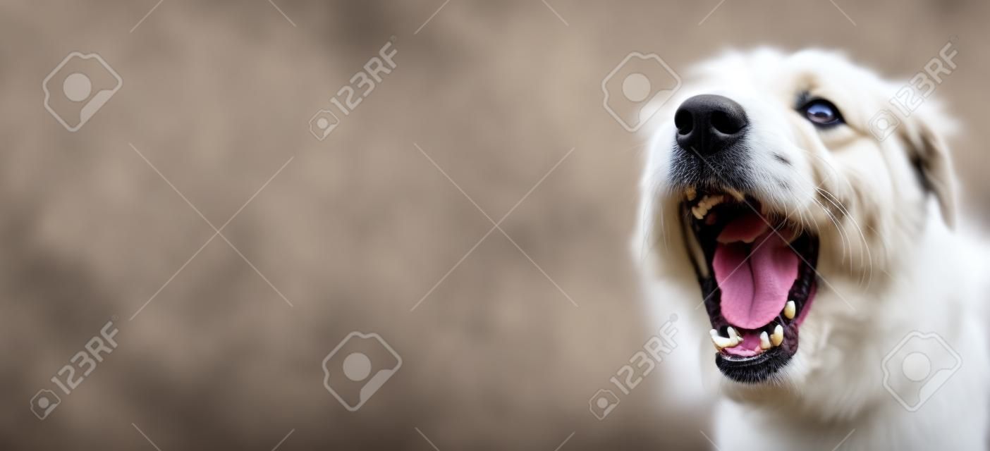 Noisy angry active dog barking at home. Separation anxiety, pet training banner. Dog mouth.