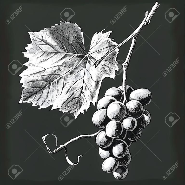 Ilustracja z winogron i pozostawia na ciemnym tle
