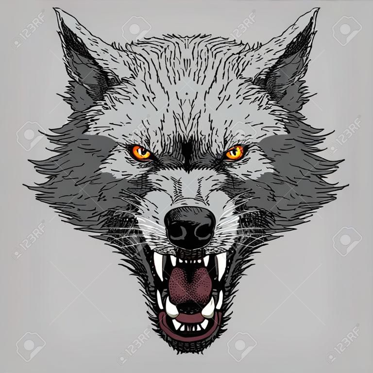 Cabeza de lobo rugiente enojado, colorida ilustración sobre fondo gris