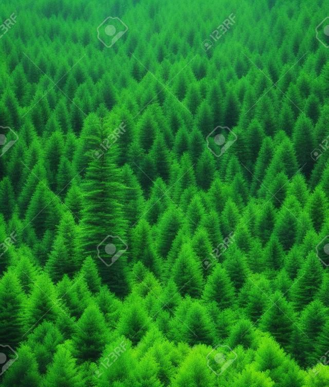Green pine tree forest, summer landscape