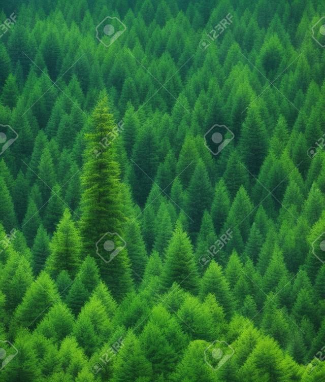 Green pine tree forest, summer landscape