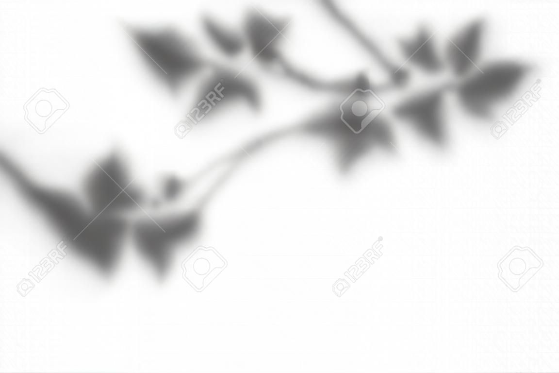 Shadow overlay effect. Transparent overlay shadow from leaves, branches, plant and foliage. Realistic soft light effect of shadows and natural lightning on transparent background. Vector