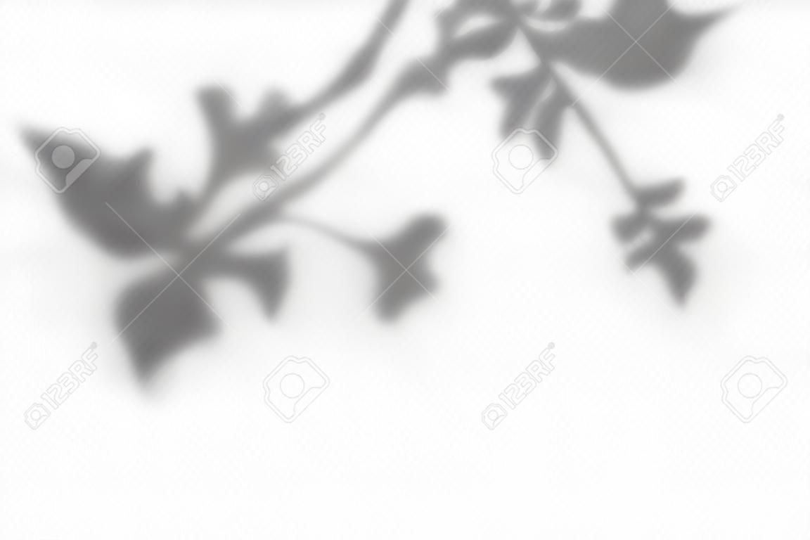 Shadow overlay effect. Transparent overlay shadow from leaves, branches, plant and foliage. Realistic soft light effect of shadows and natural lightning on transparent background. Vector