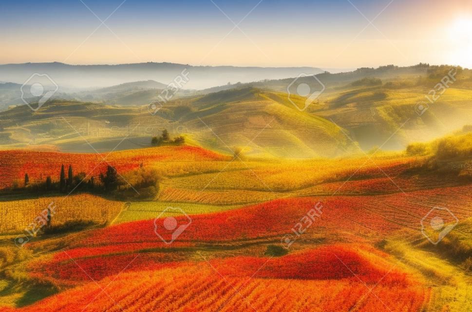 Mattina presto vista di colorate vigne autunnali sulle colline del Piemonte, Nord Italia