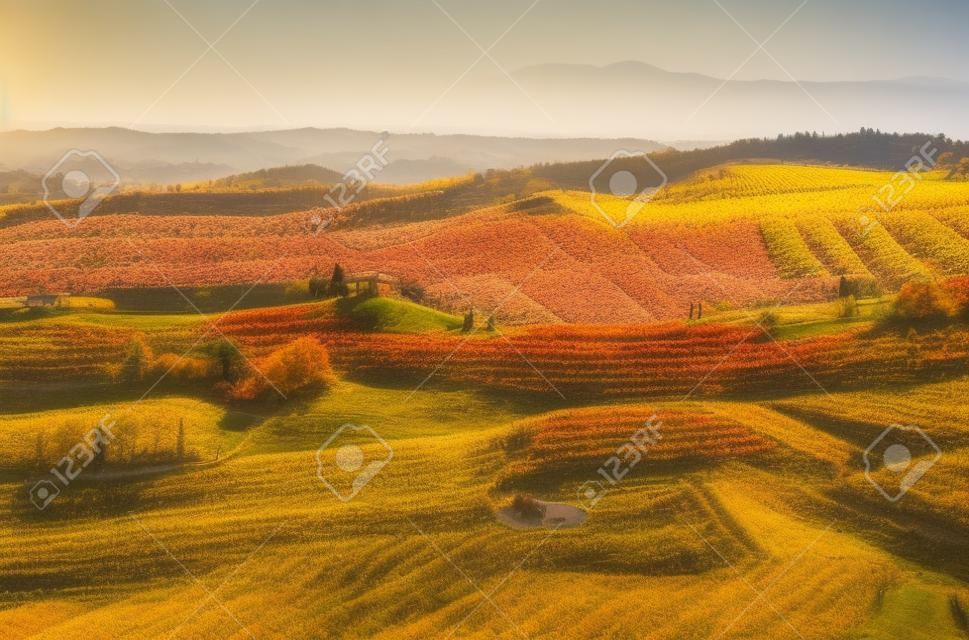 Opinión de la madrugada de coloridos viñedos otoñales en las colinas de Piamonte, norte de Italia