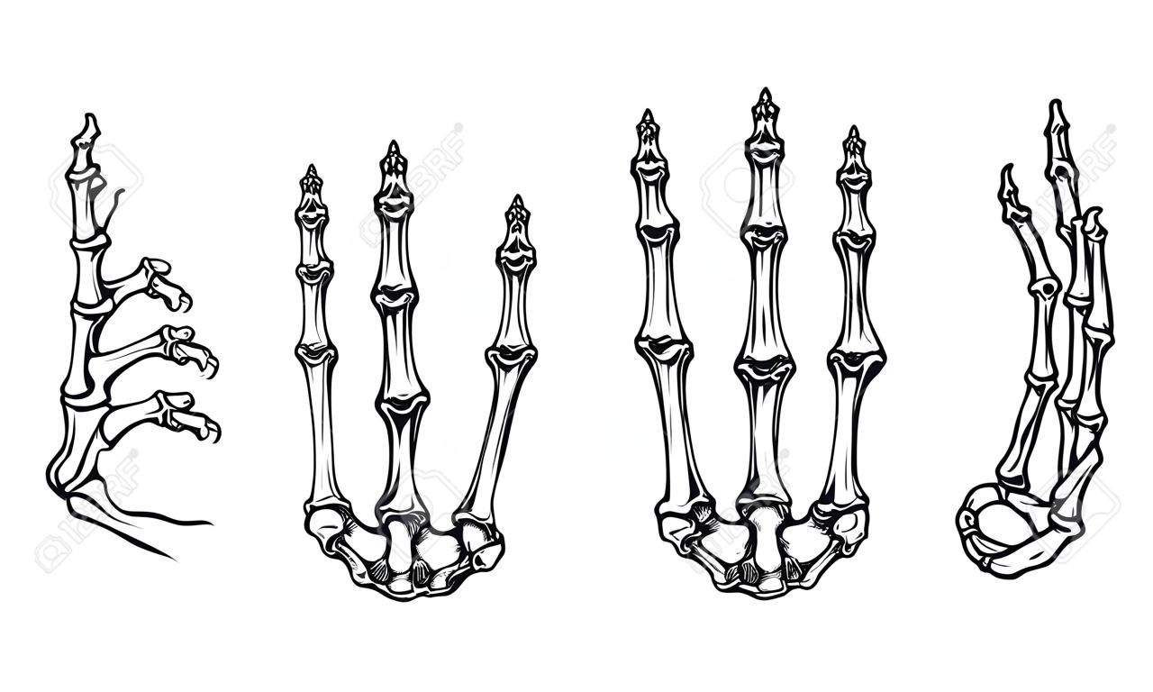 illustrazione vettoriale set di ossa della mano, modificabile e dettagliata